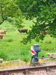 Cows near Wooton Station