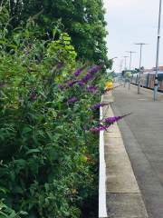 Buddleia at Basingstoke Station