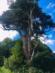 An old pine tree in Pogles Wood