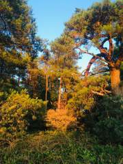 Low Sun on the Scots Pines.