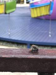 Fly