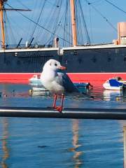 Portsmouth Harbour Seagull.