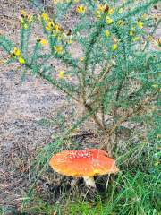 Fly Agaric