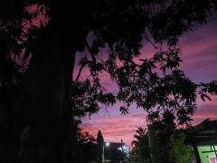 Pink Purple Sky