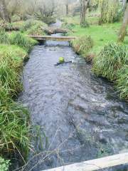 The South Wey at Hammer Vale