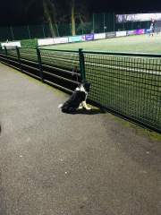 One Man and his Dog (Minus Man)!