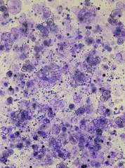 grape soda.jpg
