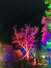 Wisley Glow and the Moon.