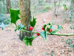 Hogmoor Holly!