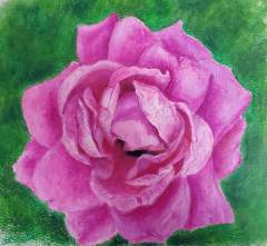 A Pink Rose