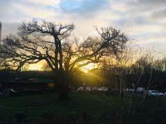 Sunset through the Great Oak
