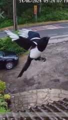 Magpie!