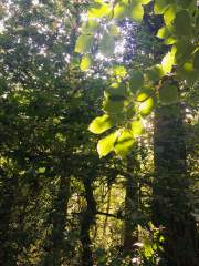 Sunshine through the Leaves