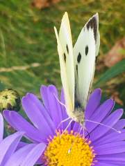 RHS Wisley Butterfly