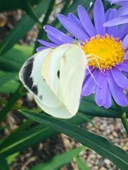 RHS Wisley Butterfly - Another view!