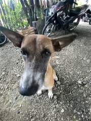 Bari! my lola’s dog