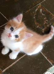 MY COUSIN LITTLE CATTT😊😊💗💗💗