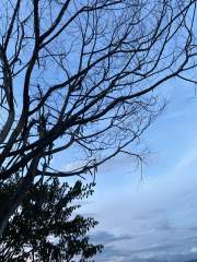 Tree silhouetted against a blue sky