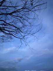 Tree branches in silhouette angainst a blue sky