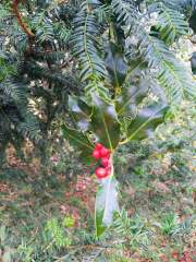 Holly and Yew