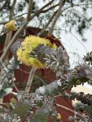Eucalyptus Kruseana with an Australian Hornet Shot 1