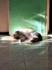 Sun Bathing