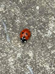 Ladybird