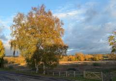 Late Autumn Sunshine